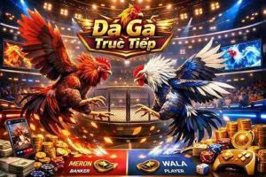 Đá Gà Trực Tiếp 99KIM – Thực Chiến Hấp Dẫn Mỗi Ngày